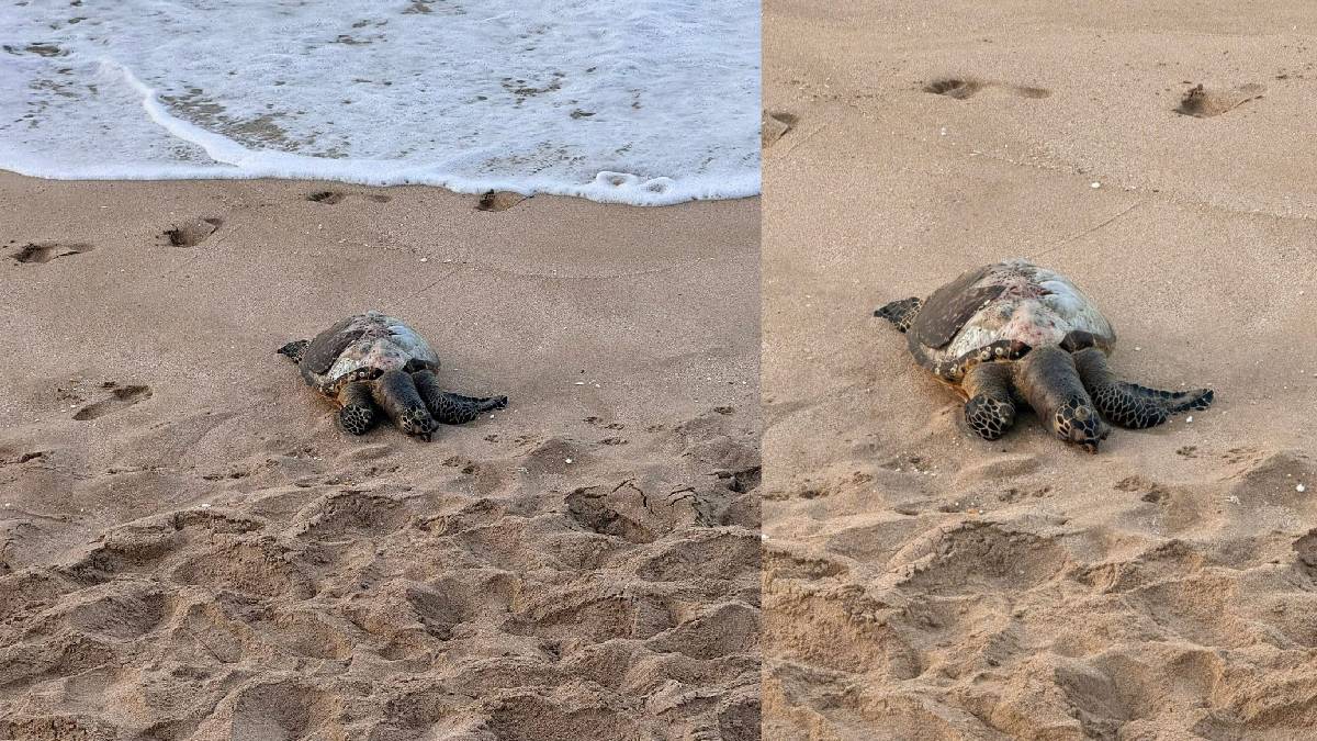 tortugas aparecen muertas en playas de mazatlan