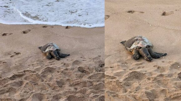 Muerte de tortugas en Mazatlán, Sinaloa, podría estar ligada a enmallamiento o consumo de plástico