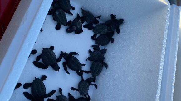 Cierra Mazatlán 2025 con más de 60 mil crías de tortuga liberadas; esperan mejor temporada en 2026