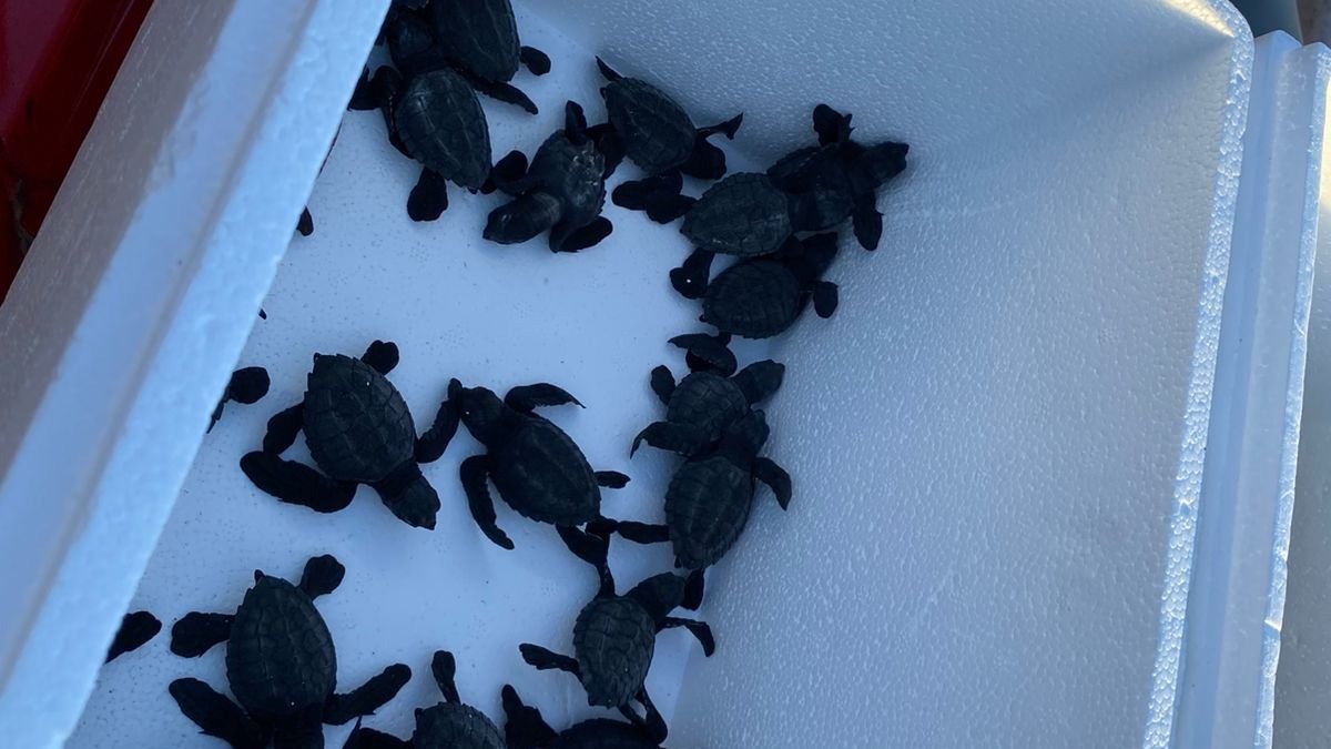 Tortuguitas