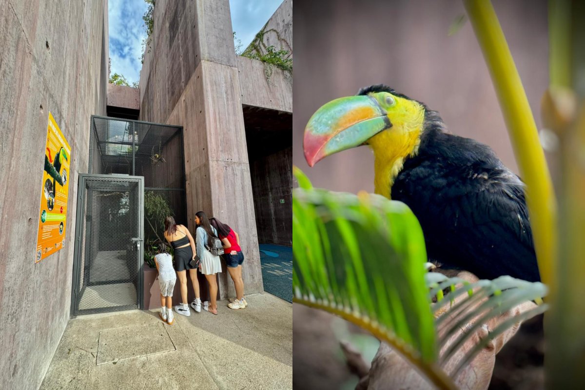 Tucanes rescatados están en el Gran Acuario de Mazatlán
