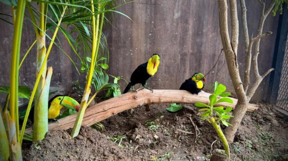 ¡Tucanes, pero no los de Tijuana, sino de Mazatlán, Sinaloa! Son los nuevos embajadores de vida en el Gran Acuario