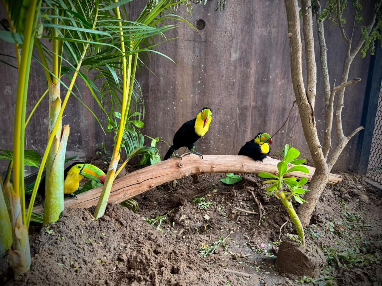 Tucanes rescatados están en el Gran Acuario de Mazatlán