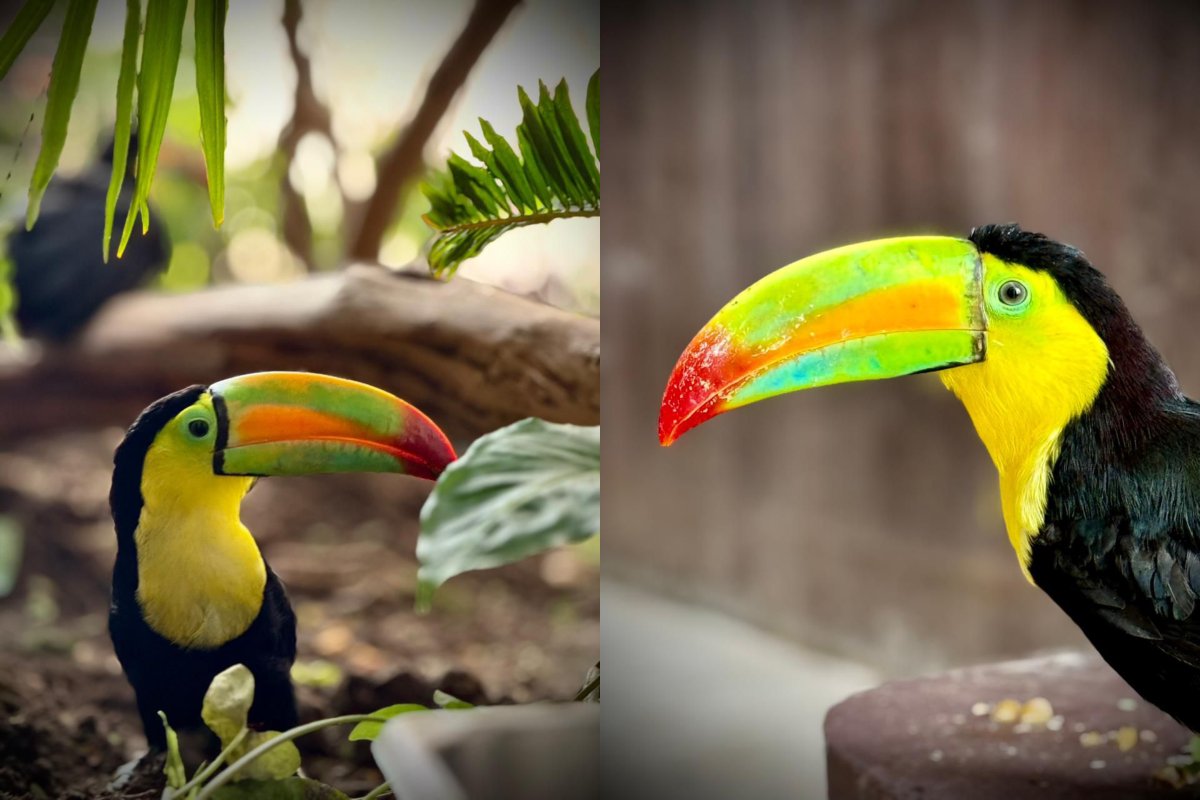 Tucanes rescatados están en el Gran Acuario de Mazatlán