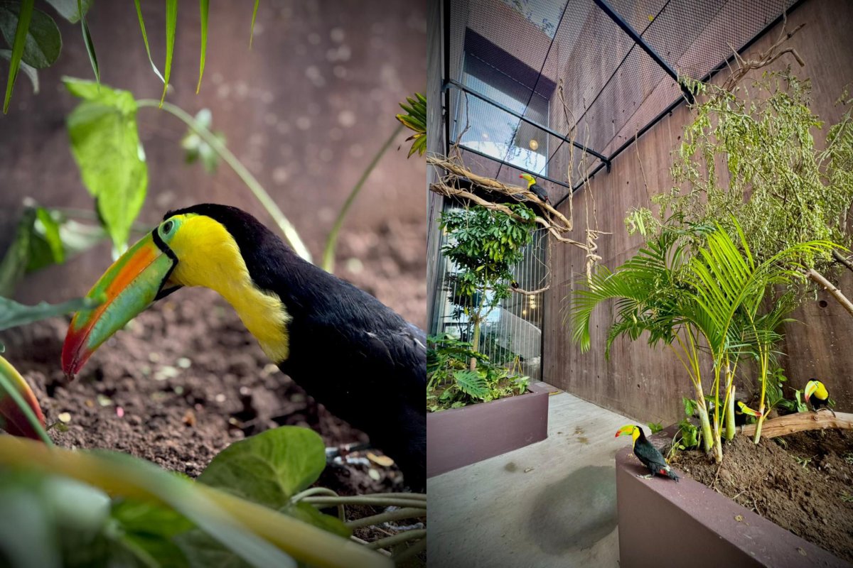 Tucanes rescatados están en el Gran Acuario de Mazatlán