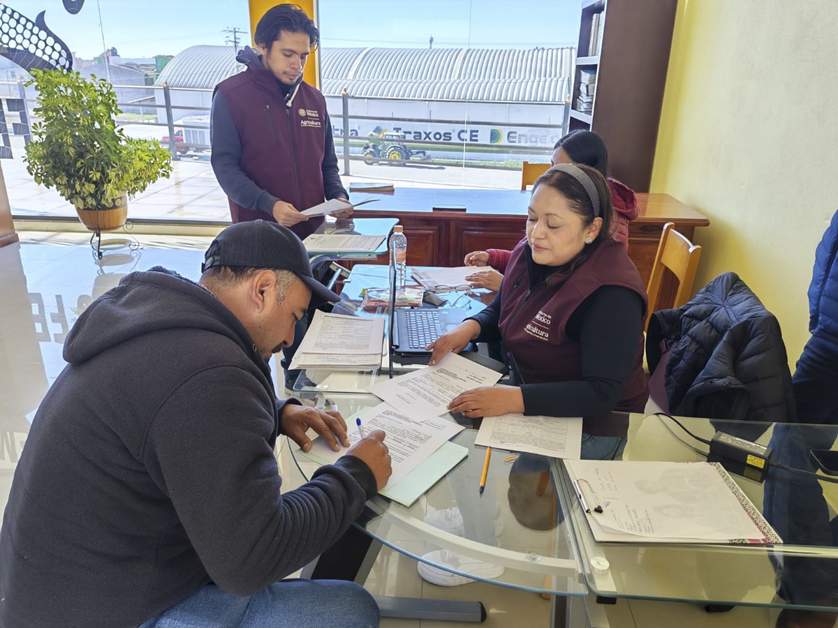 Agricultura anuncia pago de incentivos al maíz blanco