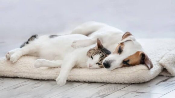 20 de febrero: Día Internacional del Gato y Día Mundial de Amar a tu Mascota