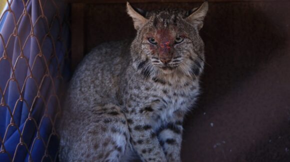Un lince es atrapado en Las Playitas, Guasave, Sinaloa; el animal fue puesto a disposición de las autoridades