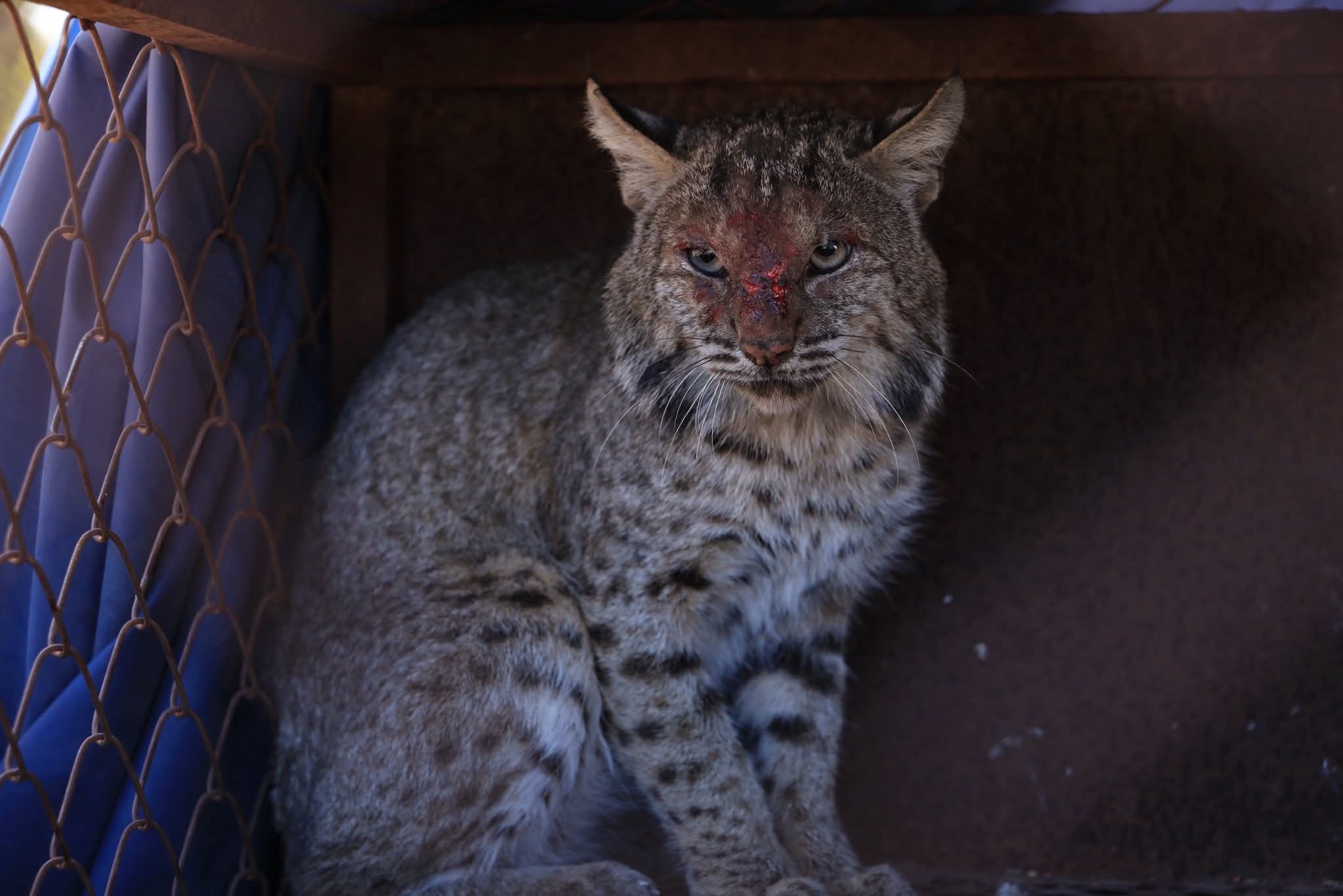 El lince capturado será analizado y posteriormente liberado