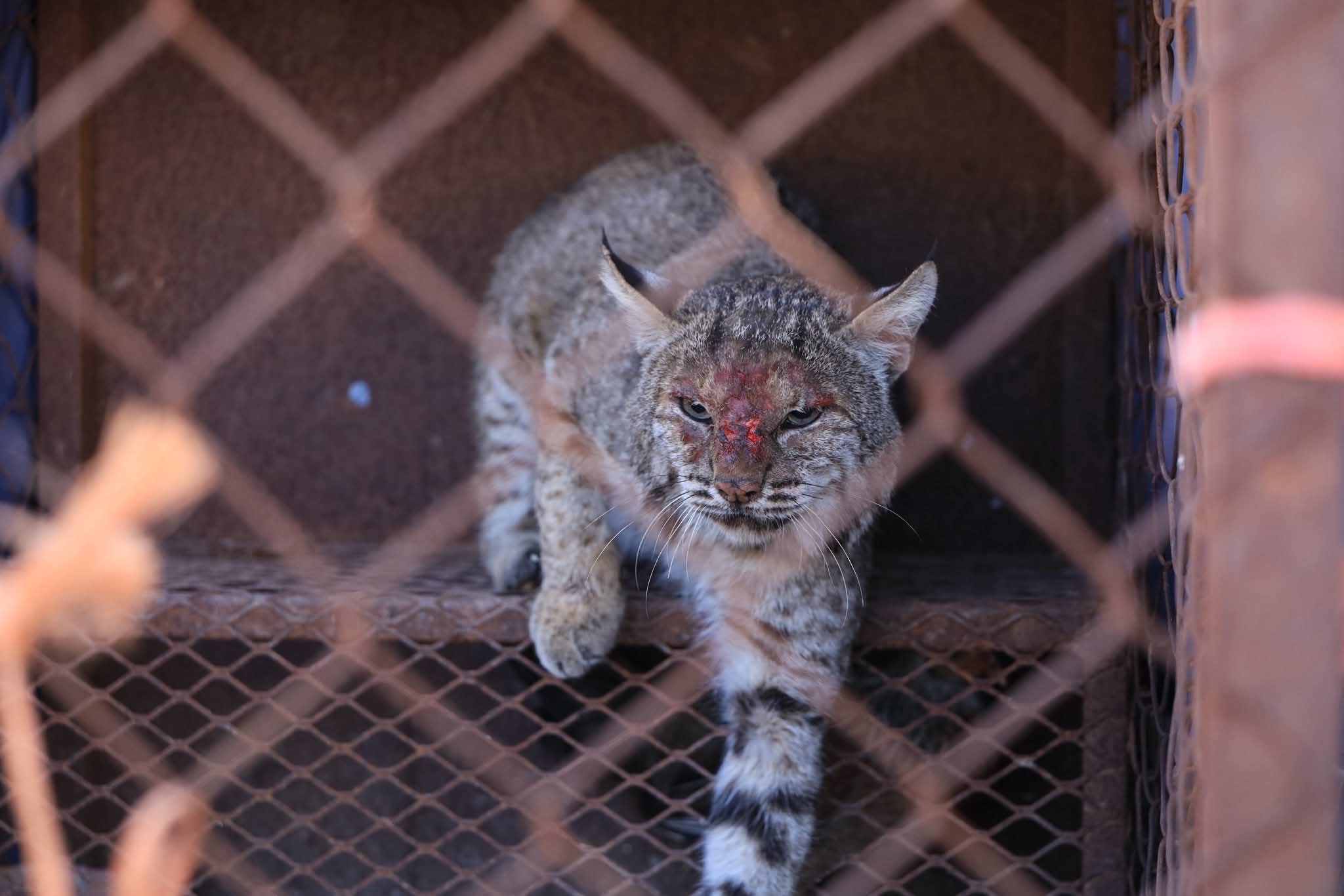 El lince capturado será analizado y posteriormente liberado