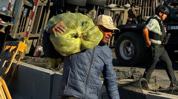¡Ya salió para el guacamole! Decenas de personas se llevan aguacates tras volcadura de tráiler sobre la México 15 en Los Mochis, Sinaloa