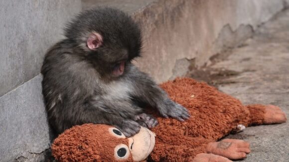 ¿Quién es ‘Punch’? El pequeño macaco que encontró amor en un peluche
