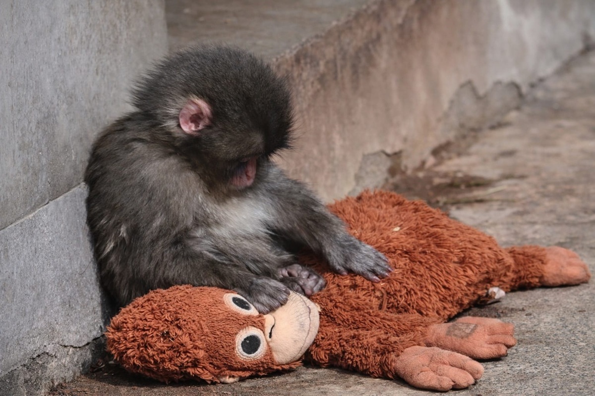 Punch y su peluche de apoyo emocional