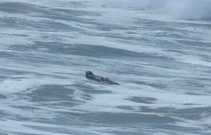 ¡Por si faltara! Aparece cocodrilo y obliga a cierre preventivo de playas en Cerritos, Mazatlán, Sinaloa