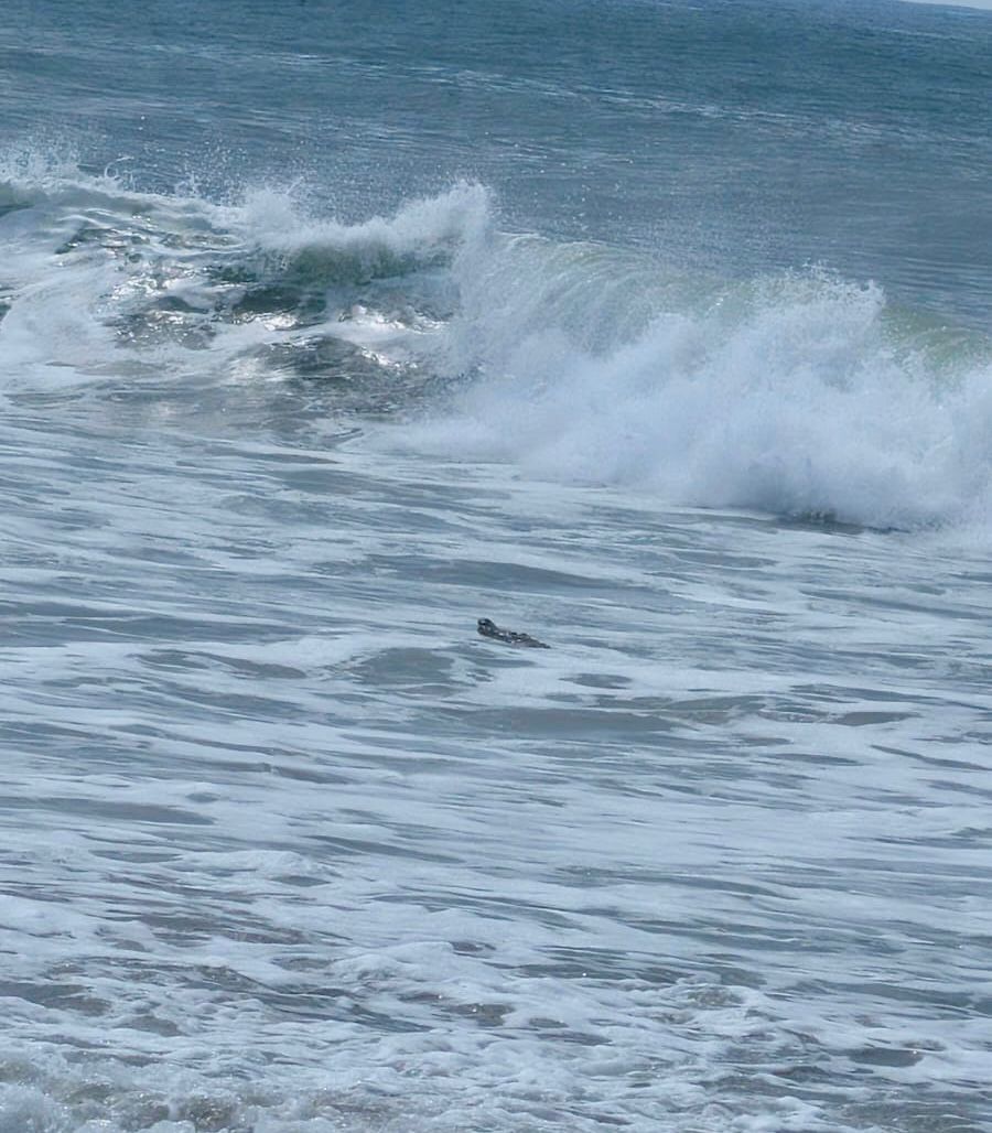 Un cocodrilo fue avistado en playas de Mazatlán