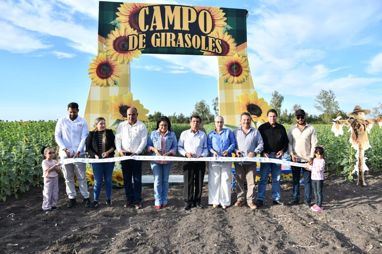 Abren tercer campo de girasoles en Mocorito