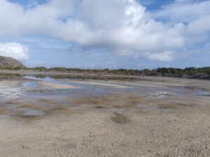 Armada de México realiza actividades de conservación ambiental en Islas Marías, Nayarit
