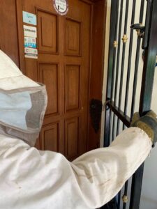 Atienden enjambre de abejas en San Ignacio