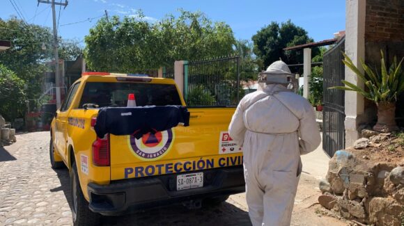¡En San Ignacio, Sinaloa buscan la miel! Por segundo día atienden enjambre de abejas ahora en vivienda en cabecera municipal