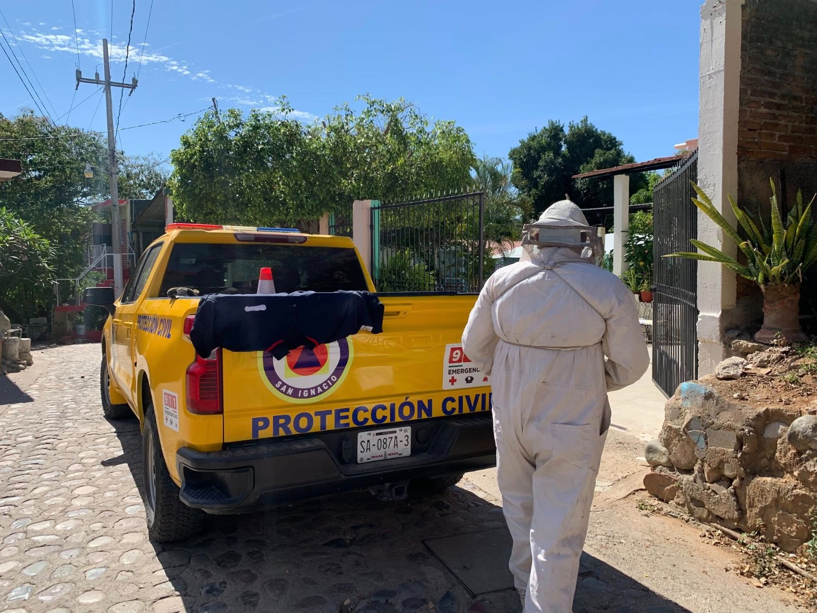 Atienden enjambre de abejas en San Ignacio