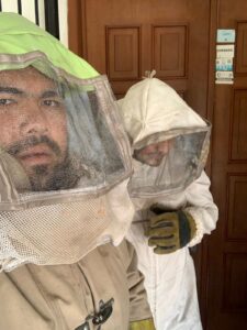 Atienden enjambre de abejas en San Ignacio
