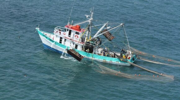 ‘Necesario actualizar certificado de captura para exportar productos pesqueros a la Unión Europea’, advierte Conapesca