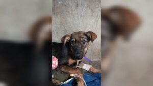 cachorrito sammy