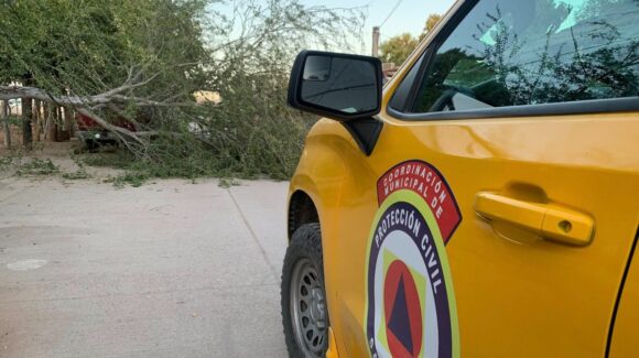 Viento derriba árbol y daña postes en San Ignacio, Sinaloa; Protección Civil y Bomberos atienden la emergencia