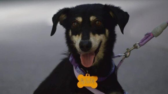 Se viene la edición 14 de la Campaña de Adopción y Esterilización “Huellitas del Bienestar” en Mazatlán, Sinaloa