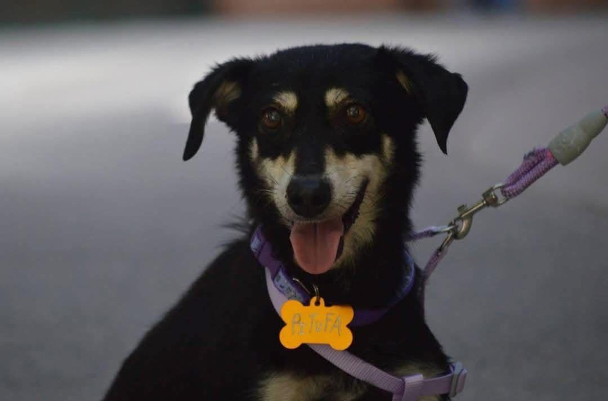 Perrito