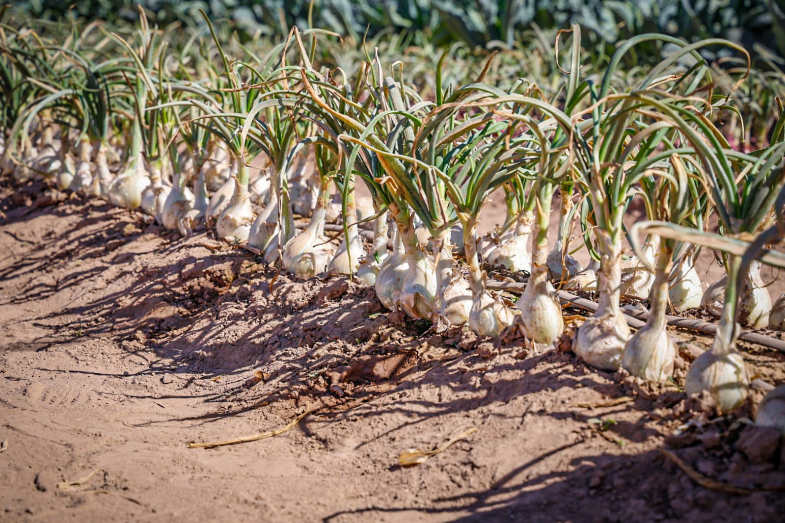 Siembra de cebolla en la Expo Agro Sinaloa