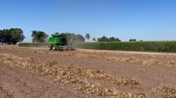 Avanzan cortes de frijol en Sinaloa con rendimientos medios y preocupación por precios
