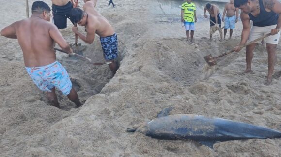 Moviliza hallazgo de delfín muerto a cuerpos de rescate en playas de Mazatlán, Sinaloa