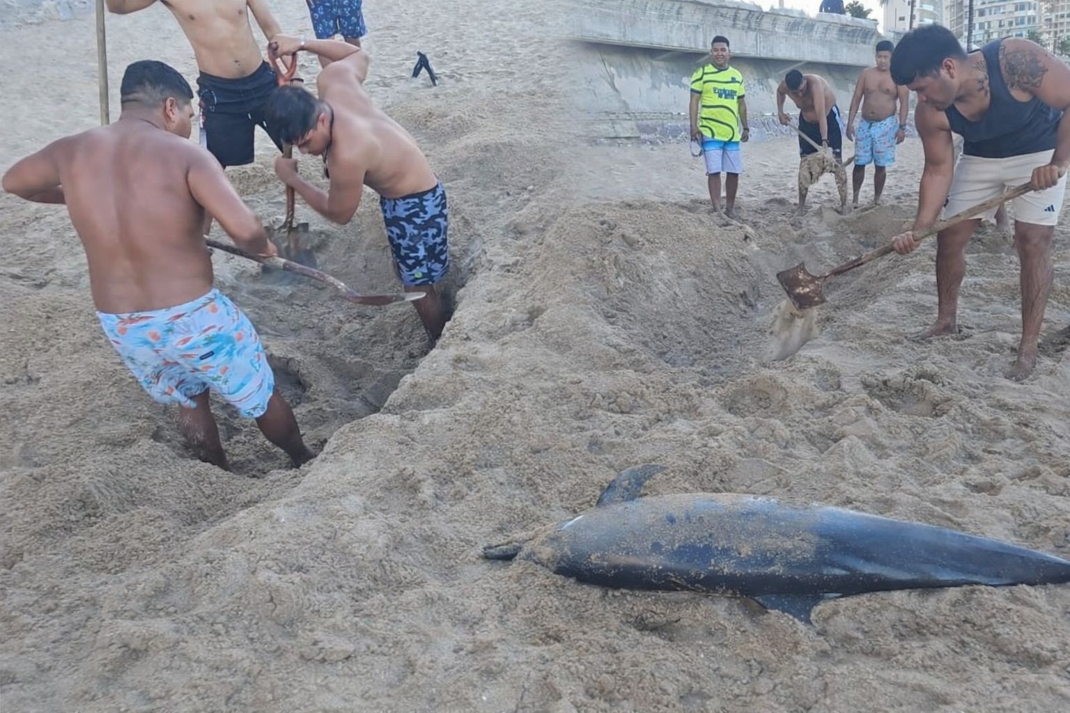 Delfín muerto en playas de Mazatlán