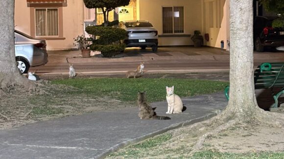 Denuncian secuestro de gatos en residencial de Mazatlán, Sinaloa; vecinos acusan a seguridad interna de embolsarlos