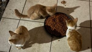 denuncian secuestro de gatos en residencial de mazatlan sinalo