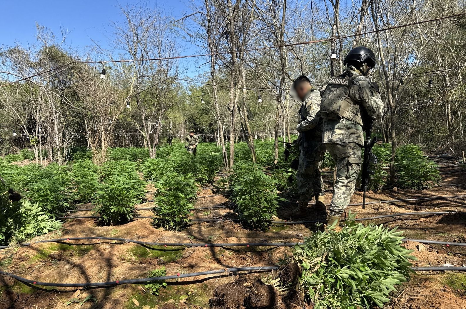 el extenso plantio de marihuana fue destruido