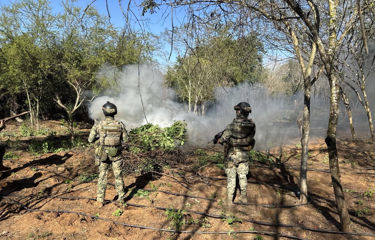 el extenso plantio de marihuana fue destruido