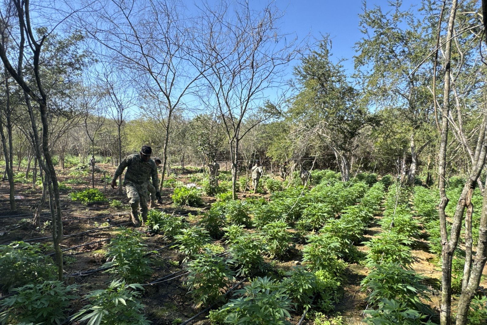 el extenso plantio de marihuana fue destruido