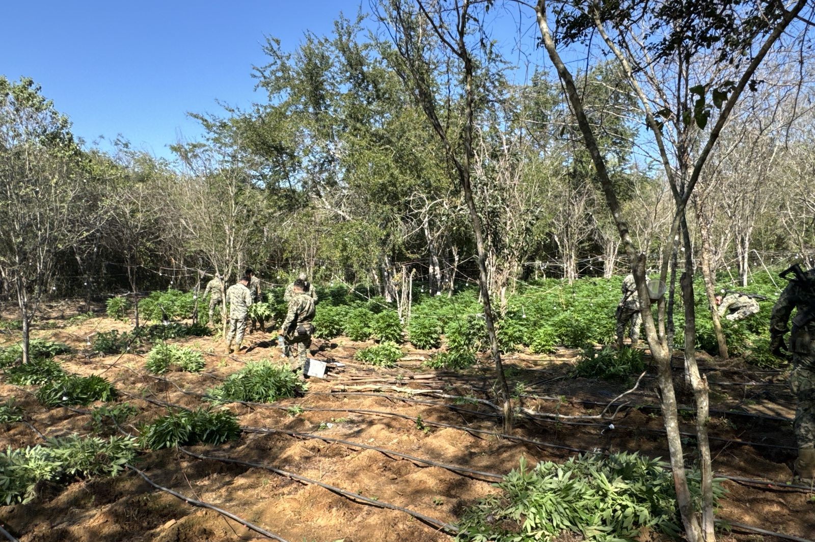 el extenso plantio de marihuana fue destruido