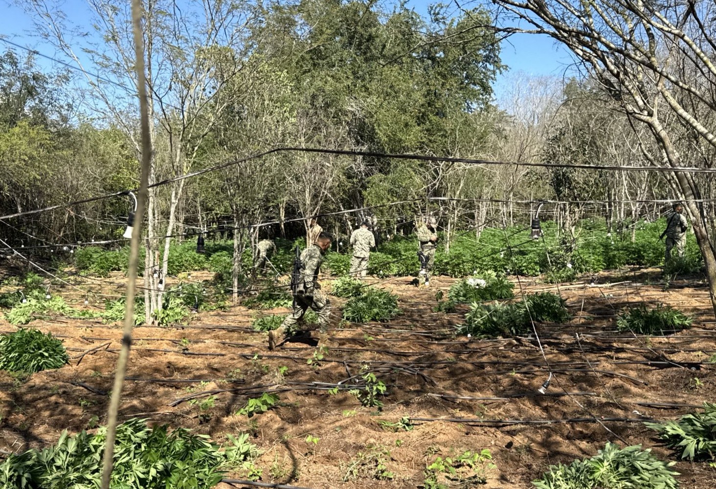 el extenso plantio de marihuana fue destruido