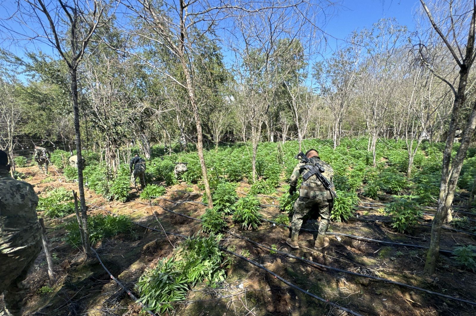 el extenso plantio de marihuana fue destruido