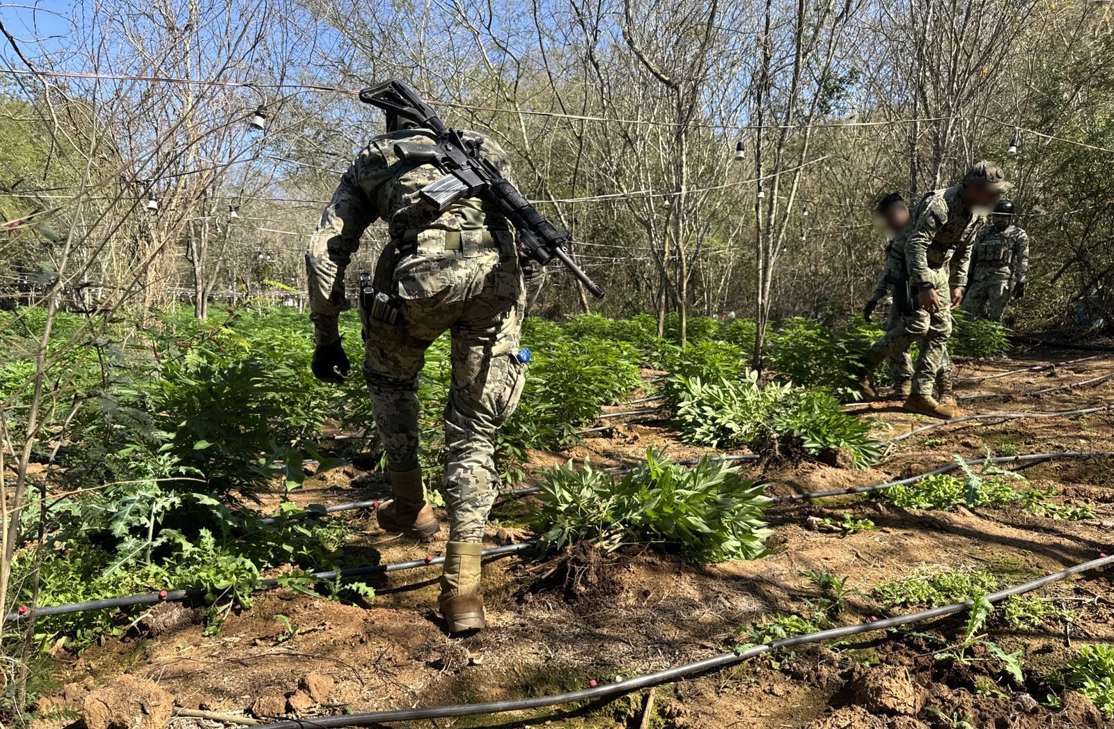 el extenso plantio de marihuana fue destruido