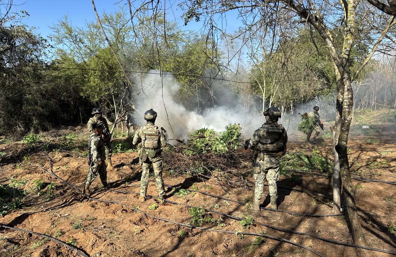 el extenso plantio de marihuana fue destruido