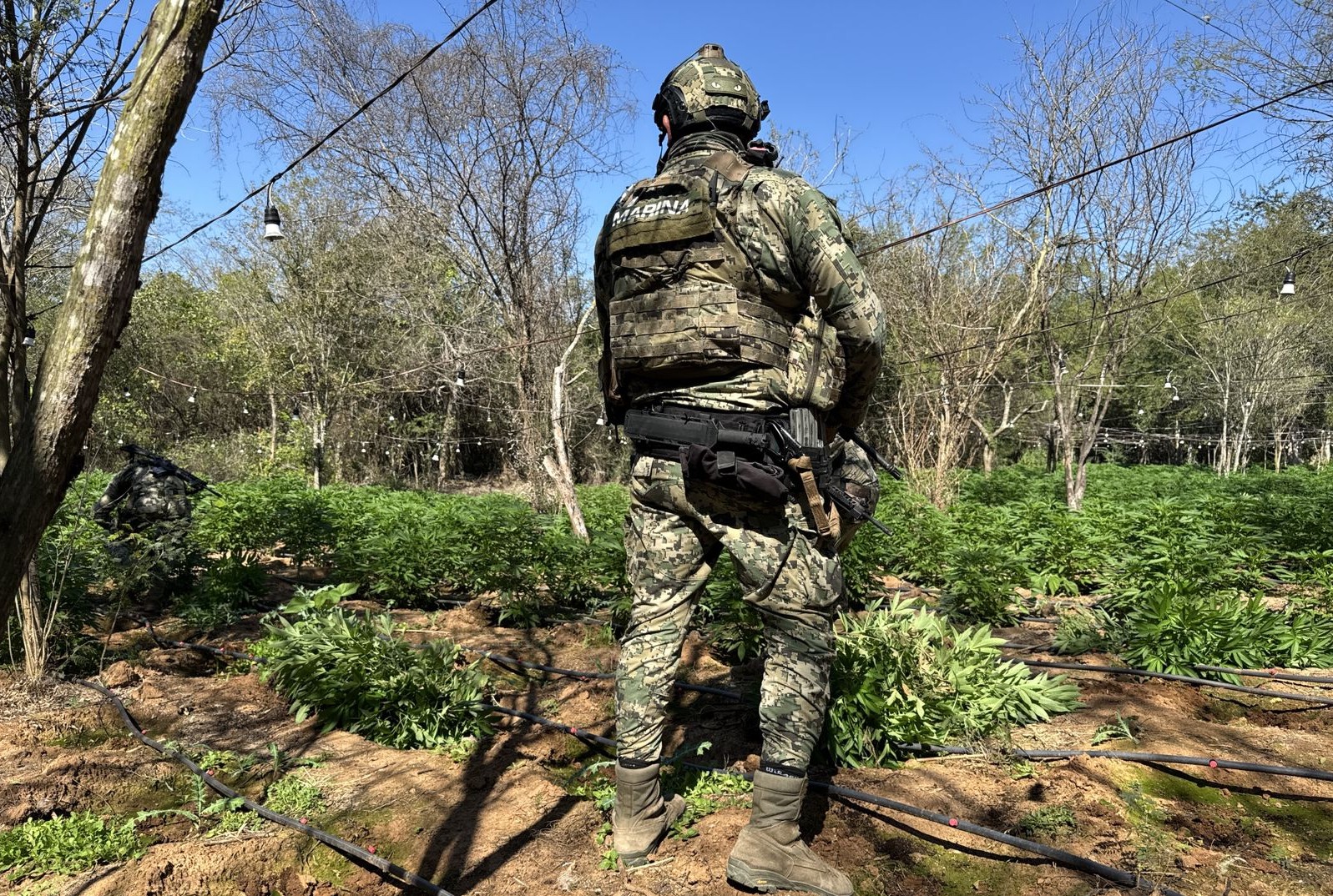 el extenso plantio de marihuana fue destruido