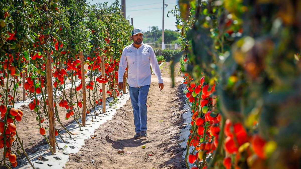 expo agro 2026 en culiacan sinaloa agricultura