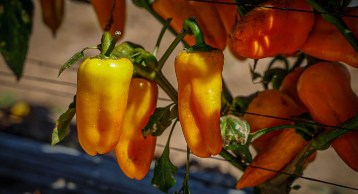 Productores agrícolas del sector social en Ahome enfrentan momentos difíciles para arrancar la siembra de hortalizas