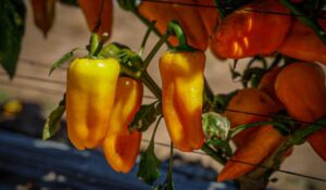 Productores agrícolas del sector social en Ahome enfrentan momentos difíciles para arrancar la siembra de hortalizas