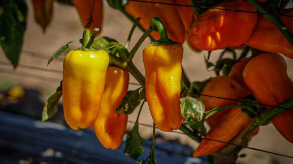 Productores agrícolas del sector social en Ahome enfrentan momentos difíciles para arrancar la siembra de hortalizas