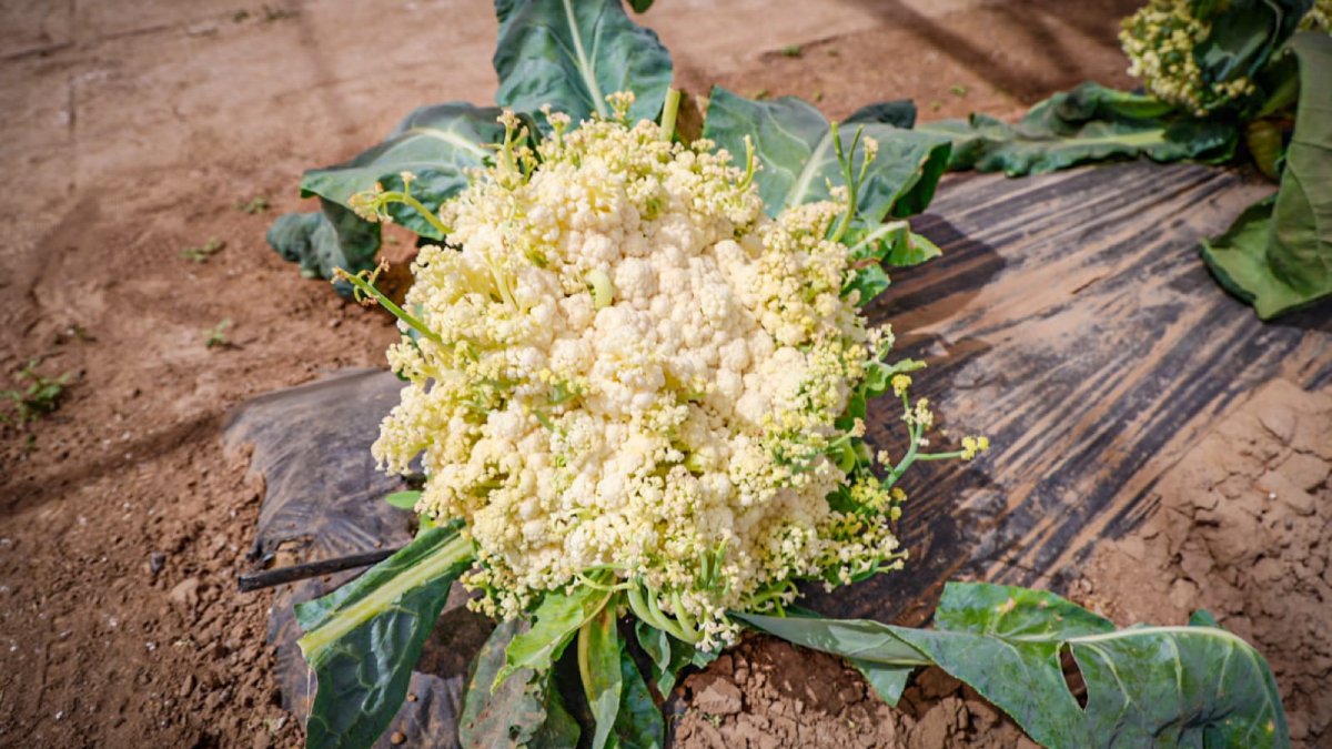 expo agro 2026 en culiacan sinaloa coliflor